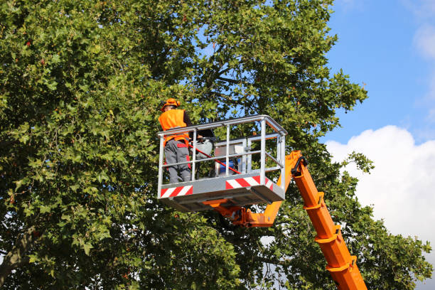 Why Choose Our Tree Removal Services in Edcouch, TX?