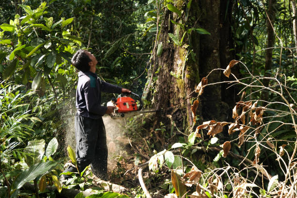 Professional  Tree Services in Edcouch, TX